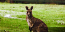 Wallaby, Victoria, Australia